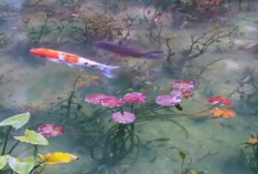Mirip Lukisan Claude Monet, Kolam Ini Jadi Destinasi Impian Wisatawan Dunia