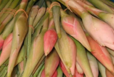 Kecombrang Kaya Antioksidan, Bantu Tangkal Radikal Bebas dan Cegah Penyakit Kronis