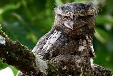 Fakta Unik Paruh-Kodok Tanduk, Burung Misterius dari Hutan Tropis