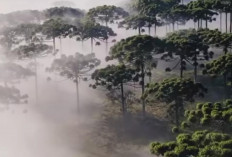 Araucaria Araucana, “Neneknya Para Pohon” Penjaga Hutan Purba dari Chili Selatan