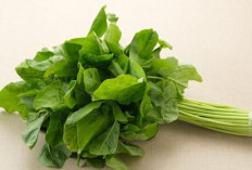 Sayur Hijau yang Kaya Manfaat, Bayam Baik untuk Jantung dan Tekanan Darah