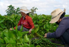 Dari Gulma Jadi Berkah: Eceng Gondok Disulap Jadi Sumber Ekonomi di Kamboja