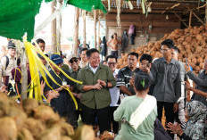 Kelapa Sumsel Tembus Pasar Asia, Herman Deru Apresiasi Kiprah Pengusaha Muda