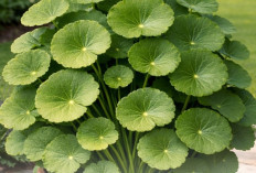 Daun Pegagan dan Khasiatnya, Ini 7 Manfaat Penting bagi Kesehatan