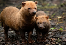 Bush Dog, Anjing Liar Mungil dari Amerika Selatan yang Punya Strategi Berburu Mematikan