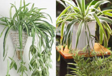 Chlorophytum comosum Jadi Tren Dekorasi Indoor, Tanaman Laba-Laba Cantik dan Mudah Dirawat