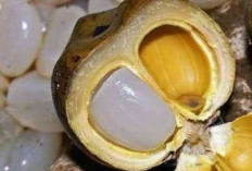 Jarang Diketahui! Ini Khasiat Kolang Kaling yang Bikin Tubuh Lebih Bugar Saat Ramadan