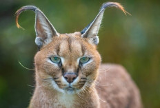 Caracal, Kucing Liar dengan 'Radar Hidup' di Telinganya