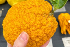 Bukan Jeruk Biasa! Ini 5 Varietas Cidra Paling Eksotis di Dunia