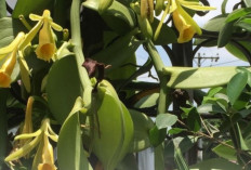 Harga Vanili Tembus Jutaan, Ini Fakta Menarik di Baliknya