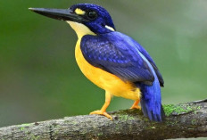 Fakta Unik Raja-udang Kerdil Papua, Si Permata Kecil Penghuni Hutan Papua