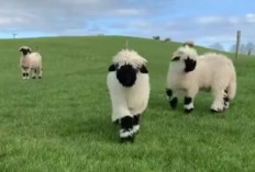 Valais Blacknose, Domba Terlucu di Dunia dengan Ketangguhan Pegunungan Alpen
