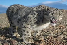 Snow Leopard, Hantu Pegunungan yang Menguasai Puncak Tertinggi Asia
