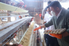 Herman Deru Dorong Ekosistem Wirausaha Muda, San San Farm Jadi Bukti Sukses Program Sultan Muda Sumsel