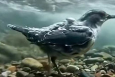 Fakta Menakjubkan Burung Dipper, Burung Penyanyi yang Jago Menyelam dan Berjalan di Air