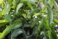 Manfaat Mengonsumsi Daun Katuk bagi Ibu Hamil, Kaya Nutrisi dan Baik untuk Janin