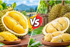 Durian Musang King vs Durian Lokal, Mana yang Lebih Enak dan Worth It? Kenali Perbedaannya Sebelum Membeli!