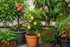 Panen Buah di Teras Rumah! 7 Tanaman Buah dalam Pot Ini Bikin Tetangga Iri