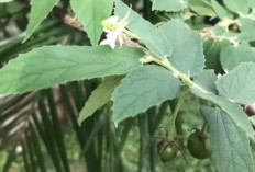 Daun Kersen untuk Gula Darah: Herbal Alami yang Jarang Diketahui