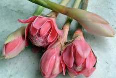 Radang Sendi Sering Kambuh? Coba Tambahkan Kecombrang ke Menu Harian