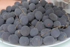 Takjub! Keranji Rahasia Usus Sehat  Sering Sembelit? Coba Buah Keranji, Si Hitam Asam yang Bikin BAB Lancar!