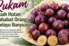 Rukam, Buah Liar Hilang tak Berkesan