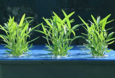 Kangkung, Sayuran  Sederhana dengan Segudang Manfaat bagi Kesehatan