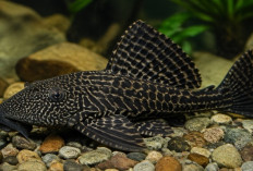 Ternyata Berbahaya! Ikan Sapu-Sapu Disebut Perusak Ekosistem, Ini Penjelasannya