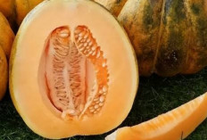 Blewah, Buah Segar yang Bantu Jaga Tekanan Darah dan Kesehatan Jantung