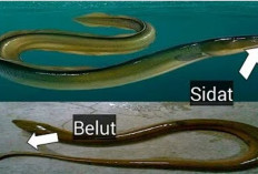 Ikan Sidat dan Belut: Sekilas Mirip, Ternyata Sangat Berbeda