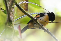 Burung Cenderawasih Raja Saxony, Si Pemilik Antena Bulu Unik yang Menantang Bahaya Demi Menarik Pasangan