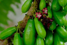 Kaya Antioksidan, Ini Manfaat Belimbing Wuluh untuk Daya Tahan Tubuh