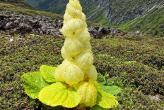 Rheum Nobile, Tanaman Himalaya yang Tumbuh 30 Tahun dan Mekar Sekali Seumur Hidup