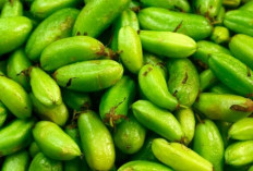 Belimbing Wuluh untuk Batuk dan Sakit Tenggorokan, Ramuan Tradisional yang Masih Digemari