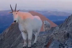 Jangan Kaget! Hewan Ini Bisa Berdiri Santai di Tebing Nyaris Vertikal