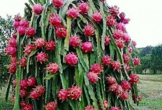 Pohon Buah Naga, Simbol Keberkahan dan Peluang Usaha yang Menjanjikan