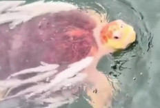 Terlahir Berbeda, Inilah Kisah Penyu Albino yang Bertahan di Alam Liar