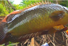 Siapa Sangka? Ini 8 Manfaat Ikan Betok Bagi Kesehatan