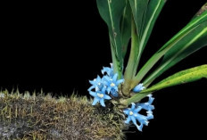 Myrmecophyton Arfakianum, Tanaman Epifit Langka dengan Bunga Biru Unik dari Pegunungan Arfak