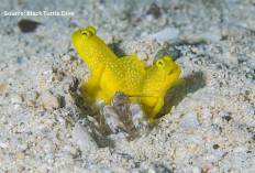 Saling Melengkapi! Udang Ahli Gali Liang Ini Punya 'Bodyguard' Pribadi