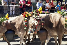 Tradisi Unik Alpabzug di Swiss, Perayaan Turunnya Sapi dari Gunung