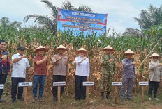 Wabup Banyuasin Ikuti Panen Raya Jagung Serentak dan Groundbreaking Gudang Ketahanan Pangan Polri