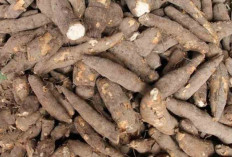 Manfaat Singkong bagi Ibu Hamil, Sumber Energi Alami yang Menyehatkan