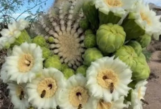 Kaktus Saguaro dan Bunga Cantiknya, Simbol Kehidupan yang Menyatukan Penghuni Gurun