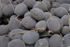 Jarang Dilirik, Buah Keranji Justru Ampuh Bikin Kulit Sehat dan Bercahaya