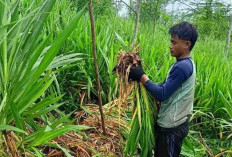 Rumput Odot (Gajah Mini), Solusi Pakan Ternak Bernutrisi Tinggi dan Mudah Dibudidayakan