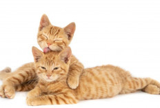 Pemula Wajib Tahu! Penyebab Bulu Kucing Rontok dan Tips Perawatannya