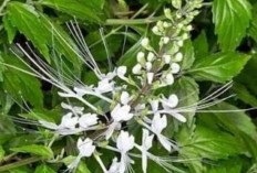 Tanaman Kumis Kucing: Khasiat, Kandungan, dan Cara Mengolahnya