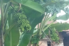 Pisang Emas Perontok Susuk? Ini Penjelasan Medis dan Rasional