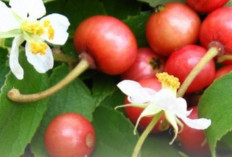 Buah Kersen Ternyata Superfood! Di Luar Negeri Dijual Hingga Rp 600 Ribu per Kg